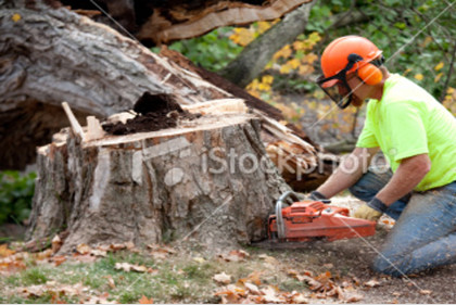 Commercial-Tree-Service-San-Jose.jpg