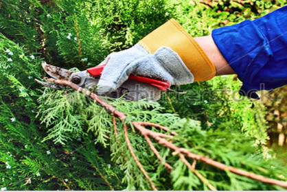 Tree-Trimming-San-Jose.jpg