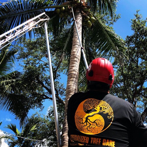 Arborist-Miami-FL.jpg