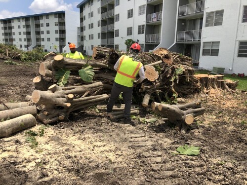 Stump-Removal-Miami.jpg