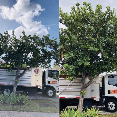 Tree-Service-Miami.jpg