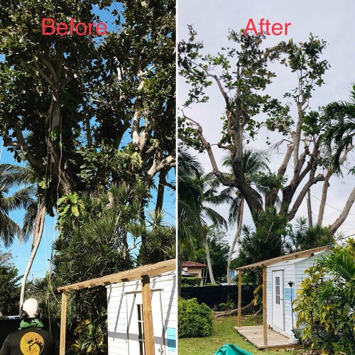 Specialized Tree Care Miami
(786) 718-2443

http://www.treecareguru.com/