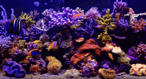 Aquario Aquarium GIF Aquario Aquarium Fish Discover & Share GIFs