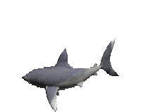 shark 3d